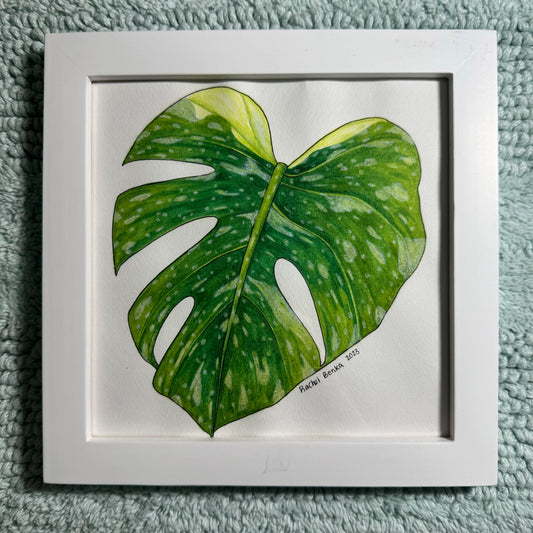 Variegated Monstera Original Watercolor Painting